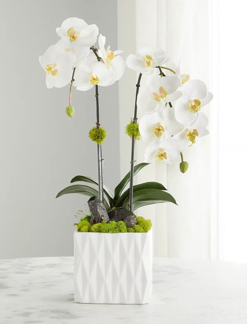 Pure Elegance - Fresh White Twin Orchid Arrangement