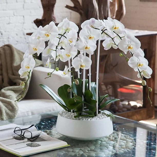 Elegant Oasis - Four Stem White Orchid Arrangement