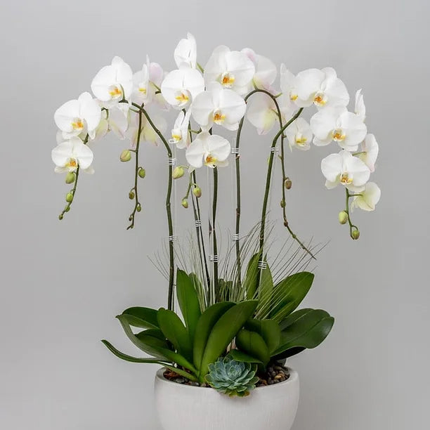 Tropical Bliss - Five Stem Orchid and Succulent Arrangement